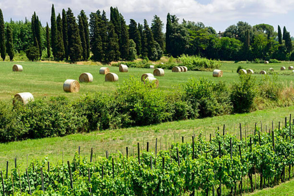 Vigneto e balle di fieno nella campagna lucchese