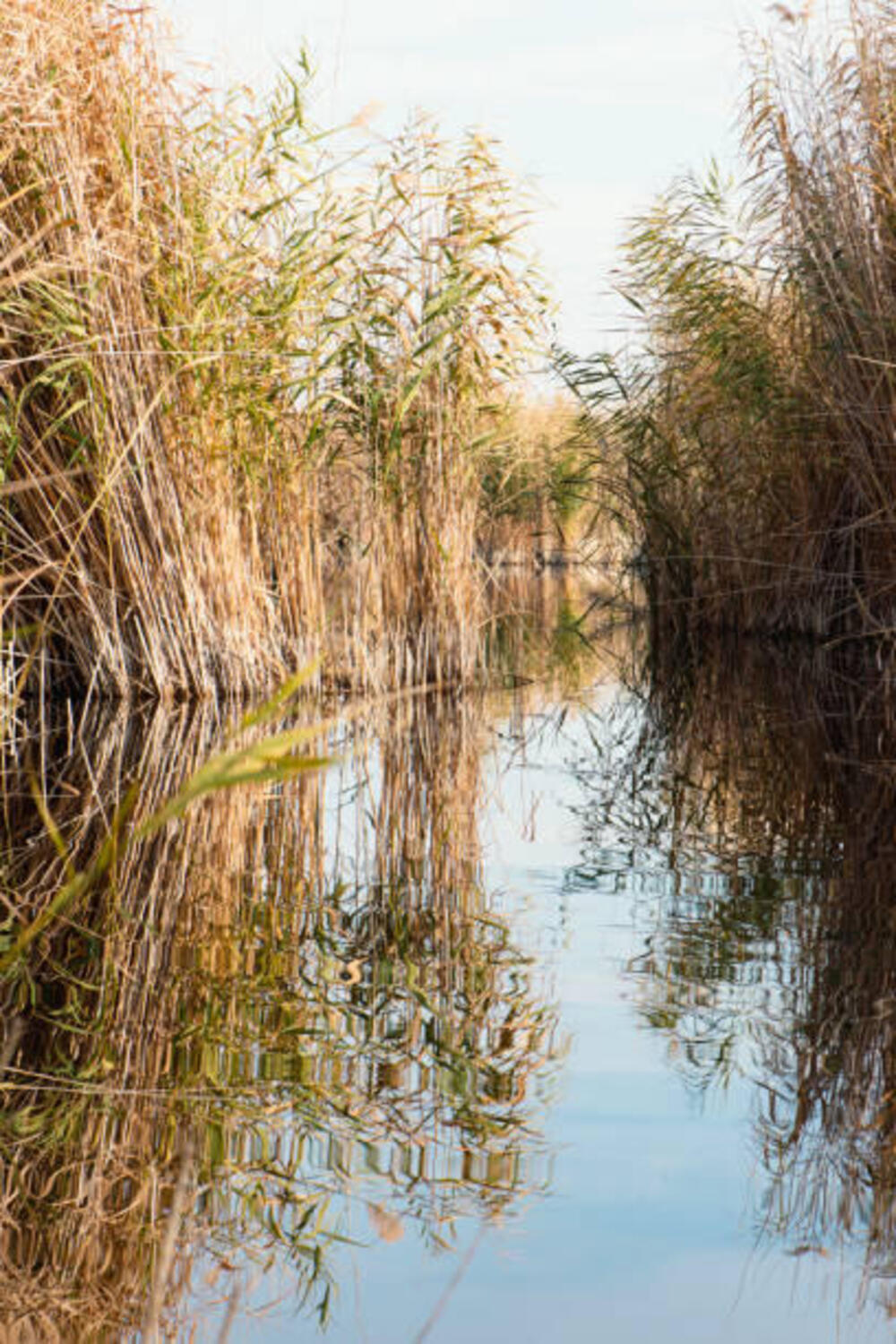 Canneto e acqua nella pianura lucchese